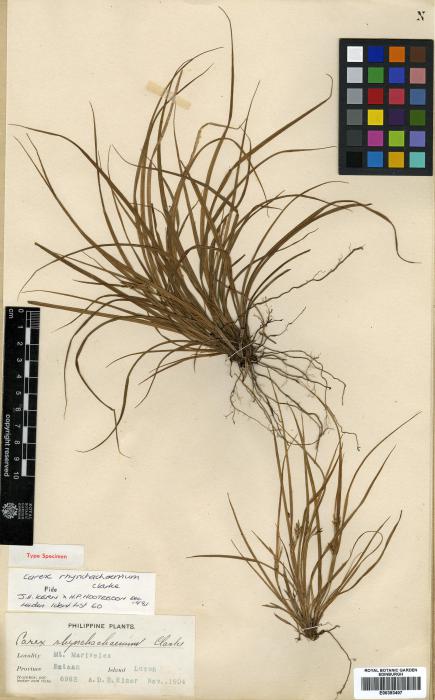 Carex pruinosa image