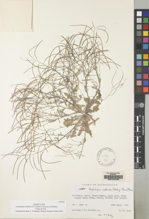 Arabidopsis brevicaulis image