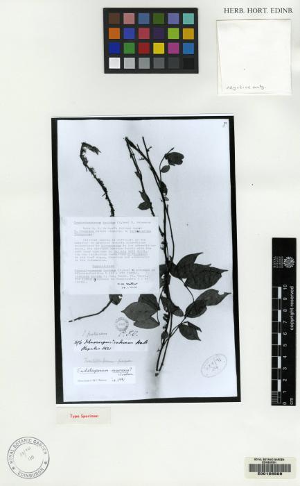 Trachelospermum lucidum image