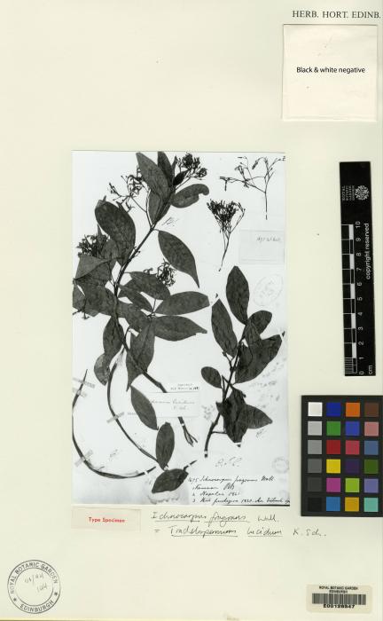 Trachelospermum lucidum image