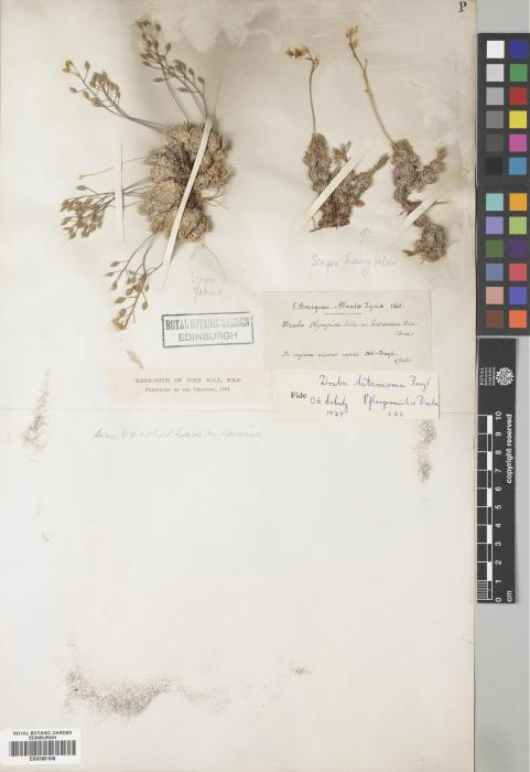 Draba bruniifolia image