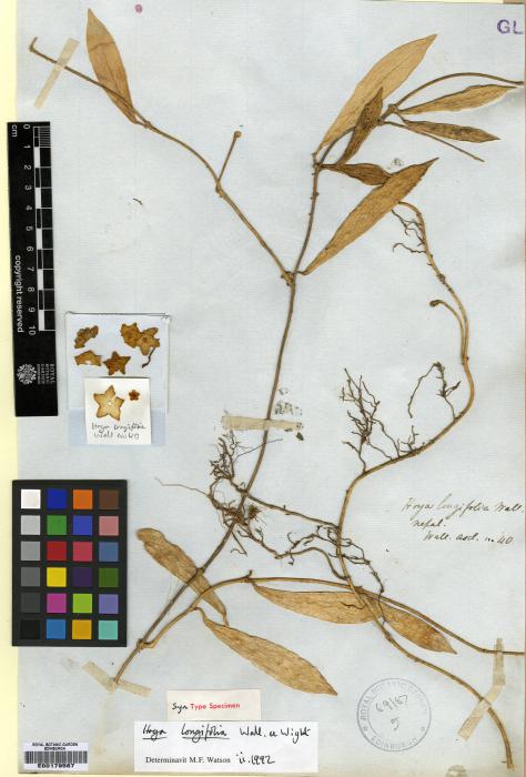Hoya longifolia image