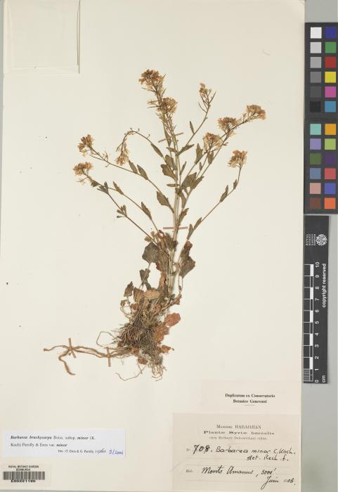 Barbarea brachycarpa subsp. minor image