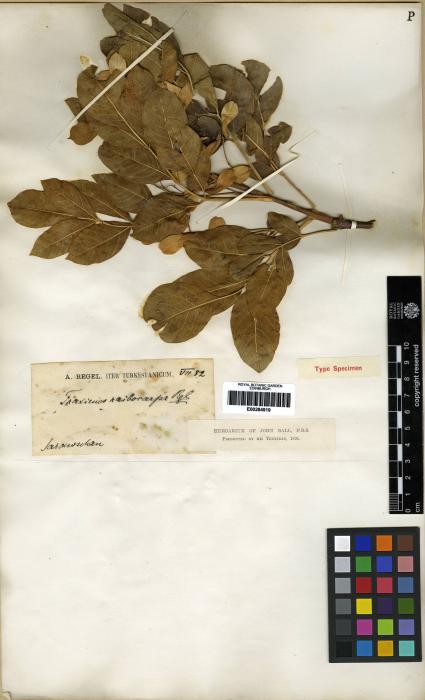 Fraxinus raibocarpa image