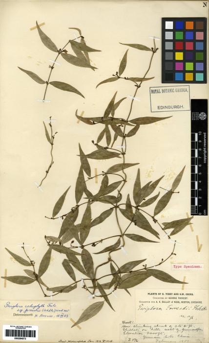 Periploca calophylla image