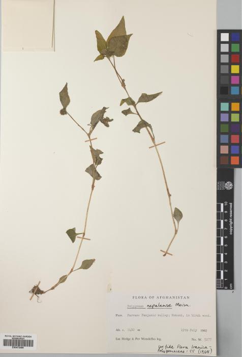 Persicaria nepalensis image