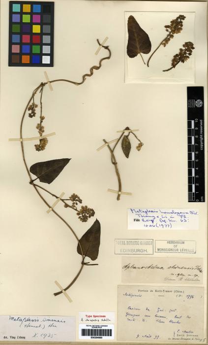 Cynanchum rostellatum image