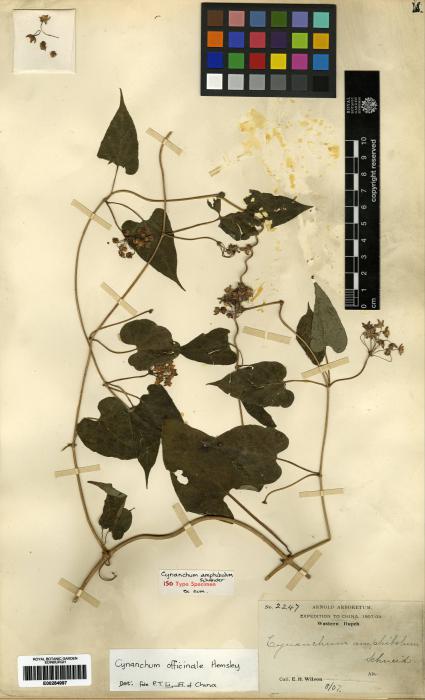 Cynanchum auriculatum image
