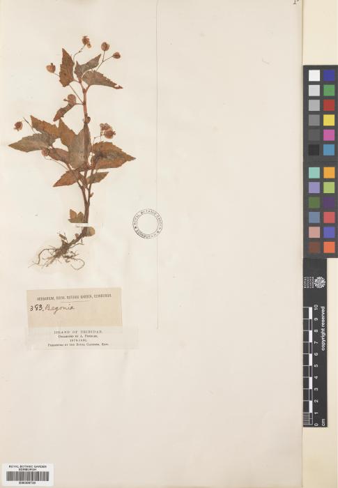 Begonia humilis image