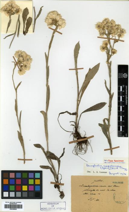 Anaphalis nepalensis image