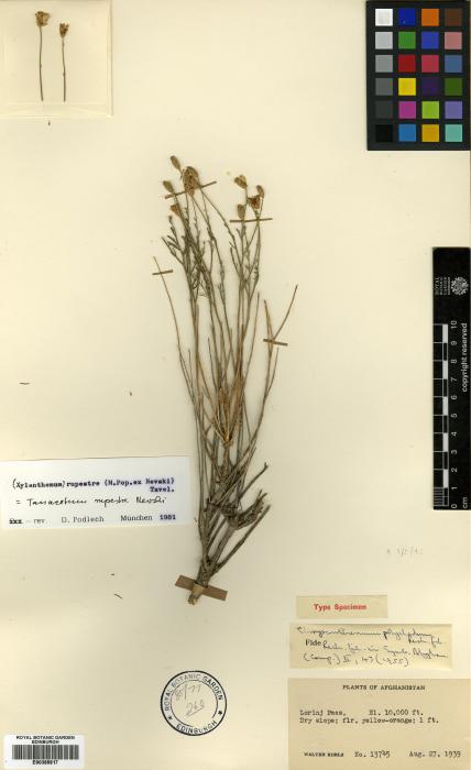 Xylanthemum rupestre image