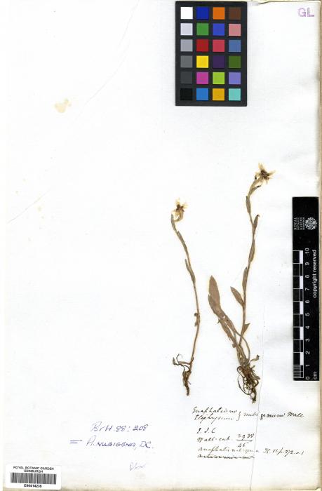 Anaphalis nepalensis image