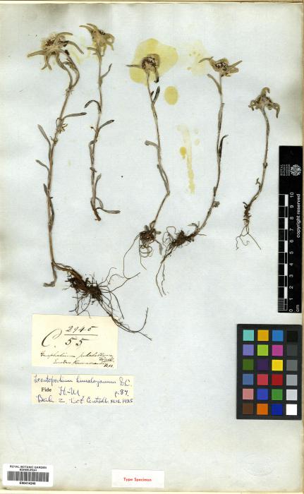 Leontopodium himalayanum image