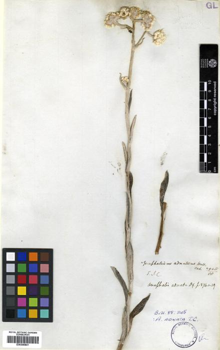 Pseudognaphalium adnatum image