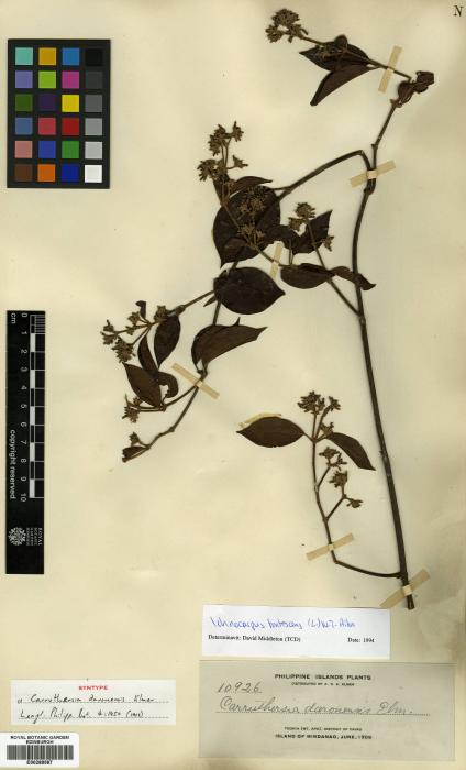 Ichnocarpus frutescens image