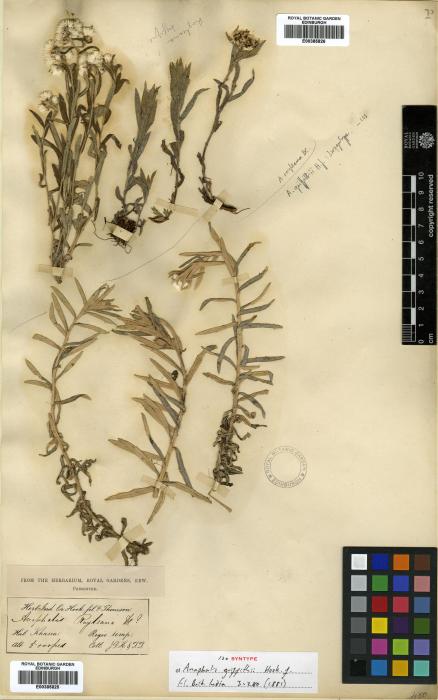 Anaphalis royleana image