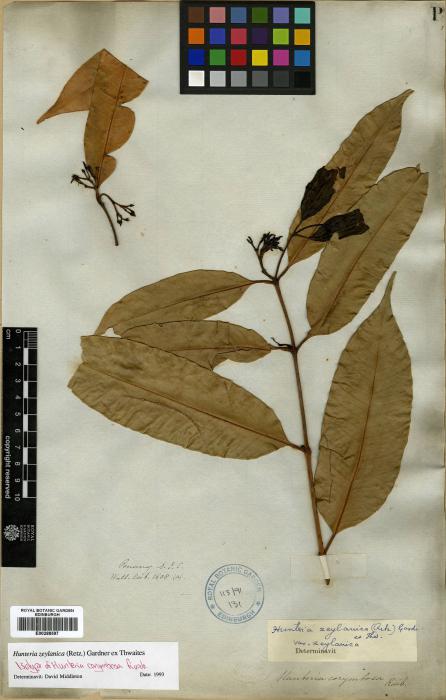 Hunteria zeylanica var. africana image
