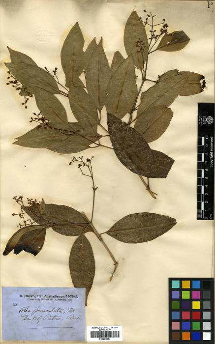 Olea paniculata image