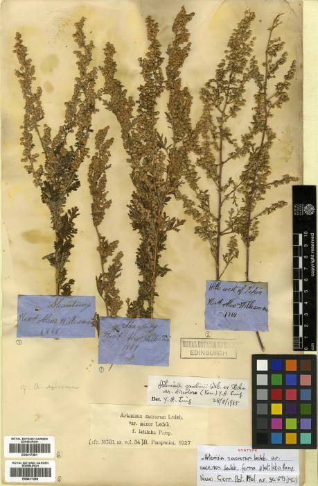 Artemisia stechmanniana image