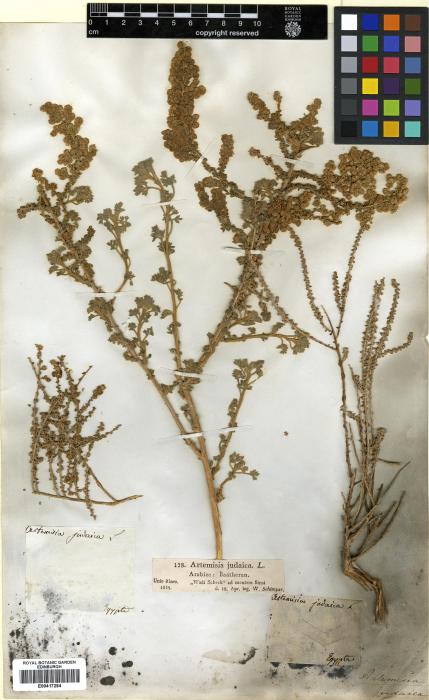 Artemisia judaica image