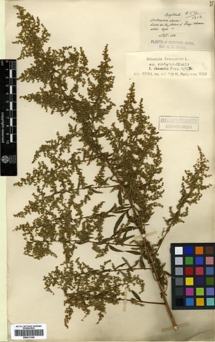 Artemisia dubia image