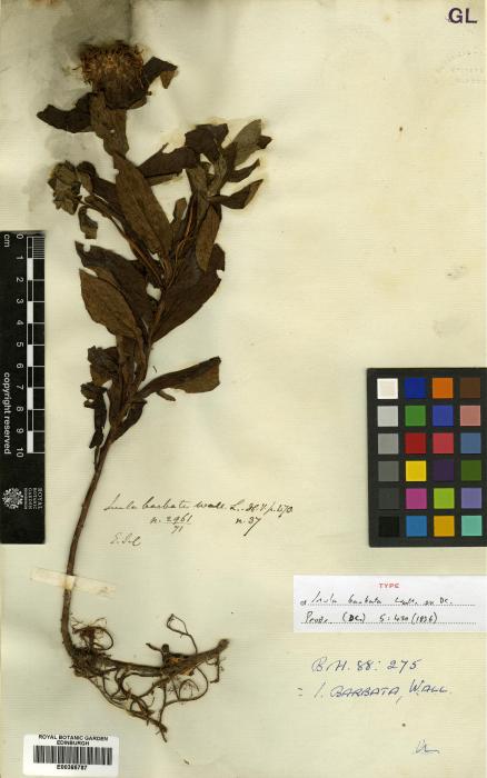 Inula orientalis image