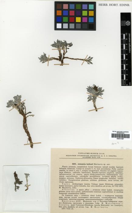 Artemisia minor image