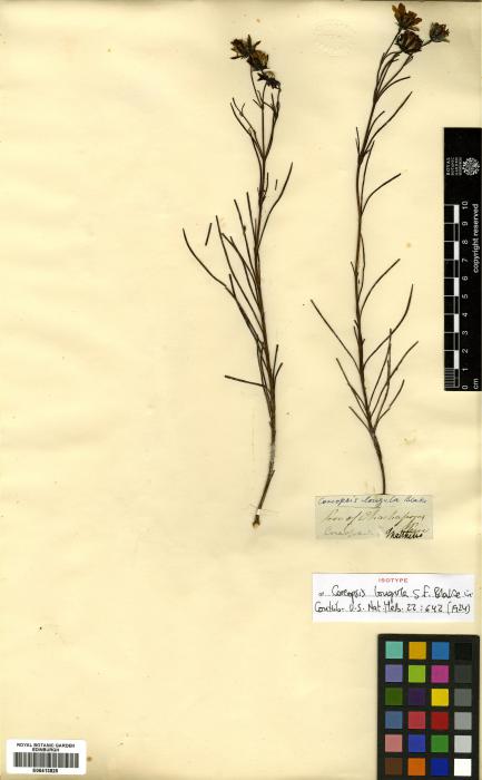 Coreopsis venusta image