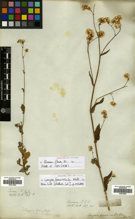 Blumeopsis flava image