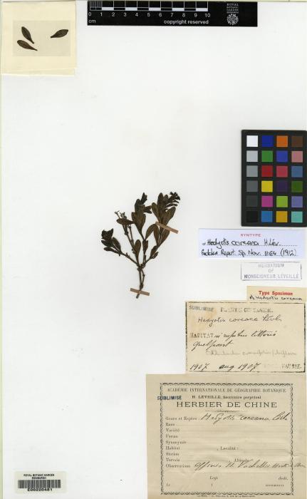 Oldenlandia strigulosa image
