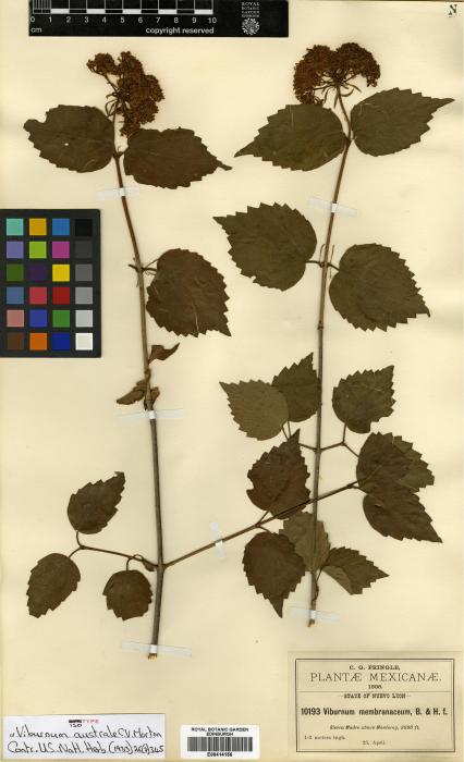 Viburnum australe image