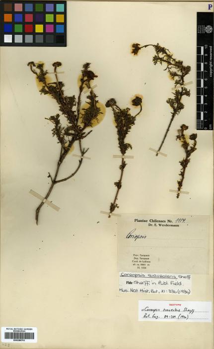 Coreopsis fasciculata image