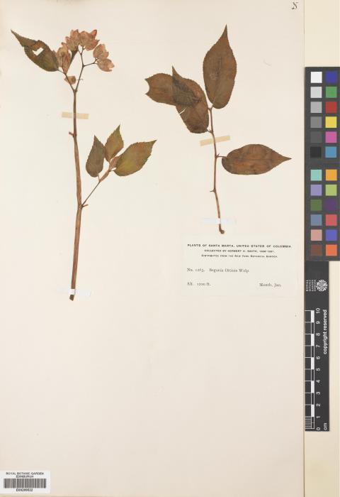 Begonia guaduensis image