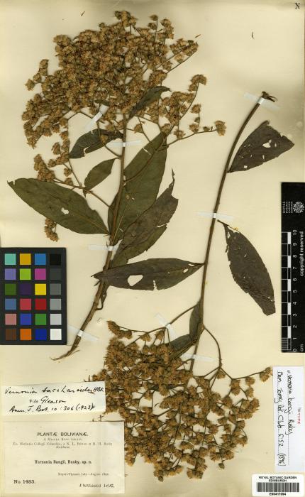 Critoniopsis suaveolens image