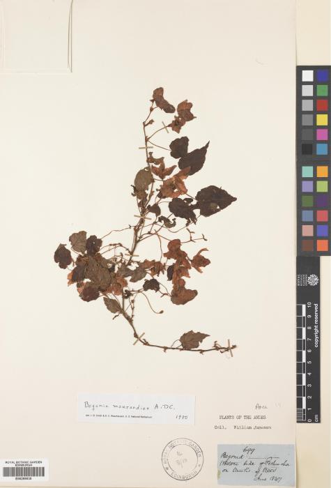 Begonia maurandiae image