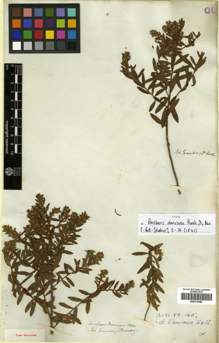Baccharis gnidiifolia image