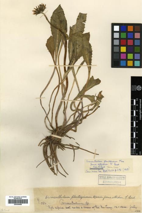 Cremanthodium ellisii image