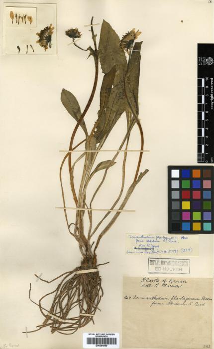 Cremanthodium ellisii image