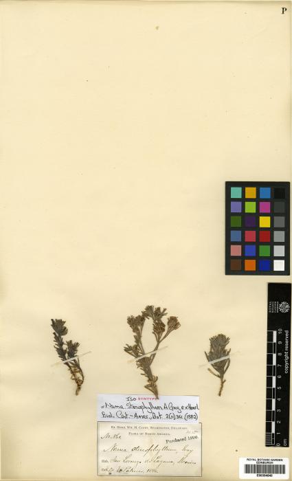 Nama stenophylla image