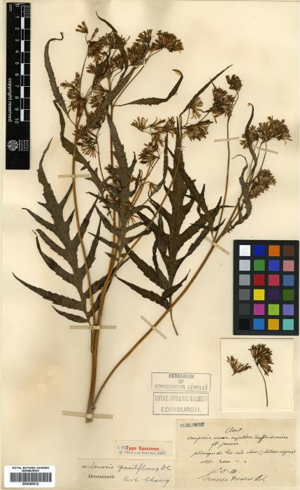 Jacobaea graciliflora image