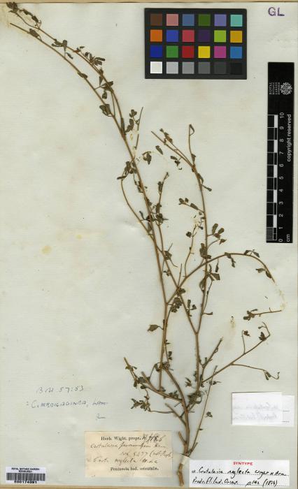 Crotalaria medicaginea image