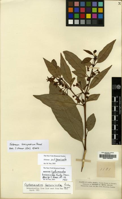Solanum lasiopodium image