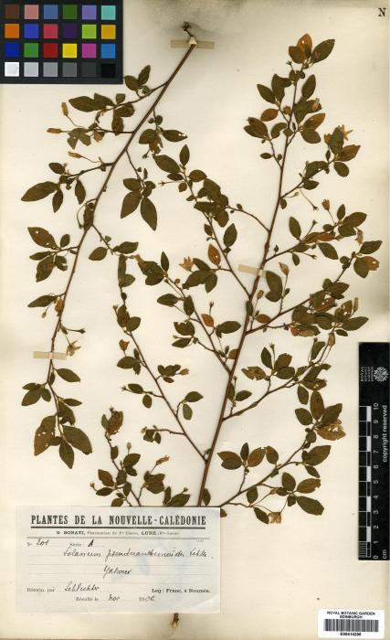 Solanum pseuderanthemoides image