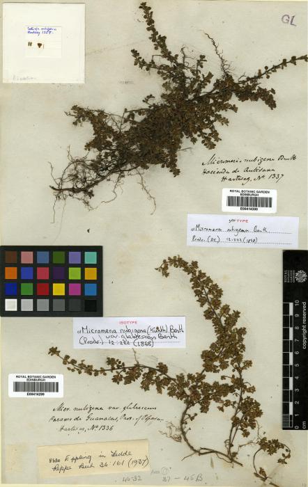 Clinopodium nubigenum image