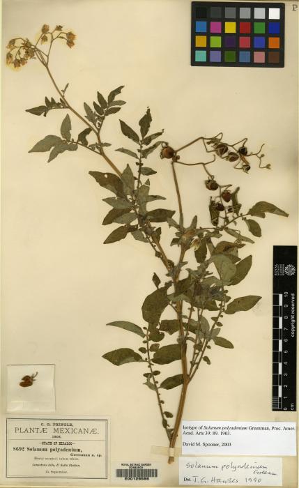 Solanum polyadenium image