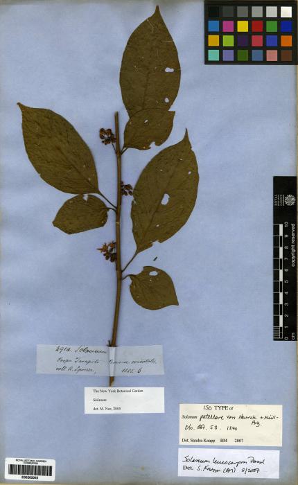 Solanum cyclophyllum image