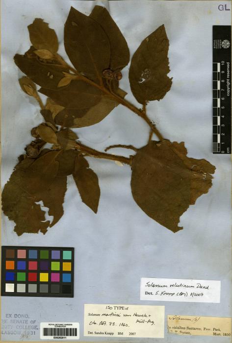 Solanum surinamense image
