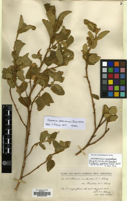 Solanum tetramerum image