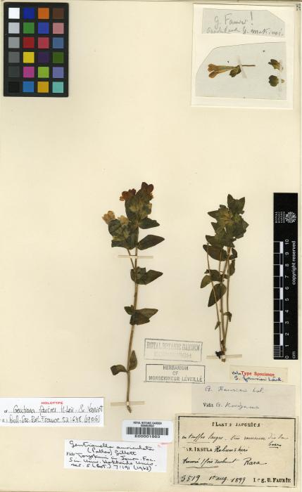 Gentianella auriculata image