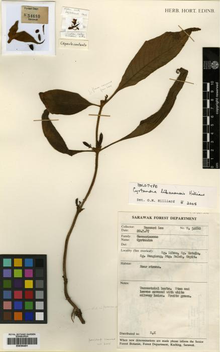 Cyrtandra libauensis image
